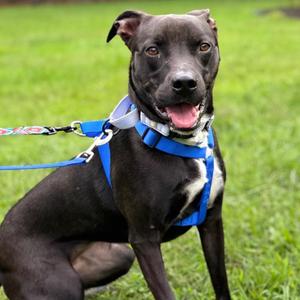 Allie, Mixed Breed, adult, available for adoption