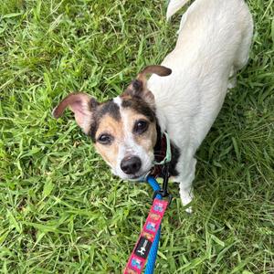 Dale, Mixed Breed, senior, available for adoption