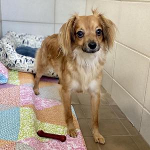 Iago, Mixed Breed, adult, available for adoption