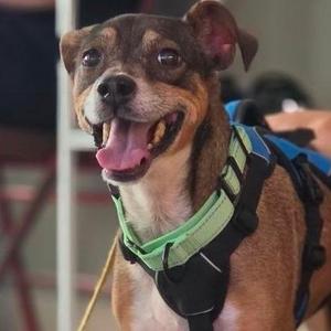 A brown and black dog wearing a green and black harness, with its mouth open and tongue out, looking happy.