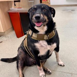 Athena Mae, Mixed Breed, adult, available for adoption