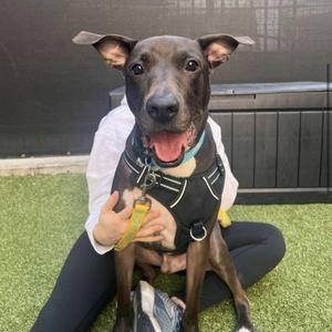 Kobe, Mixed Breed, senior, available for adoption
