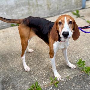 Georgia, Mixed Breed, senior, available for adoption