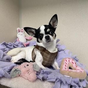 A black and white chihuahua wearing a brown vest, lying on a purple blanket with toys around it.
