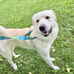 Bubba, Mixed Breed, adult, available for adoption