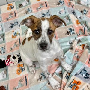 A brown and white dog sitting on a colorful blanket with various patterns.