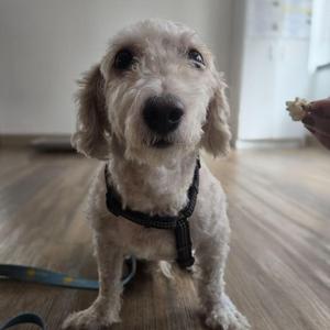 a small white dog wearing a black harness, sitting on a wooden floor