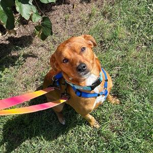 Chad, Mixed Breed, adult, available for adoption