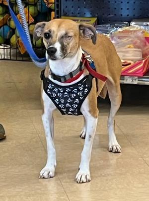 Bingo, Terrier, young, available for adoption