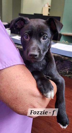 Fozzie, Labrador Retriever, puppy, available for adoption