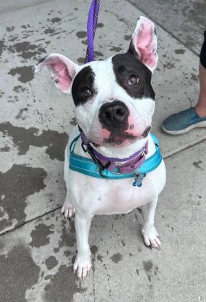 Tink, Terrier, young, available for adoption