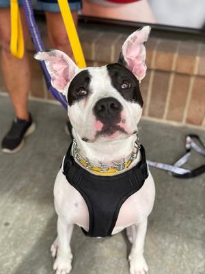 Tink, Terrier, young, available for adoption