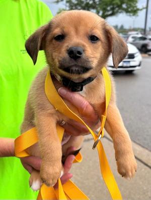 Chai, Terrier, puppy, available for adoption