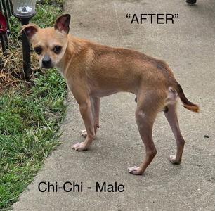A small brown dog named Chi-Chi, a male, standing on a concrete surface with grass in the background. The text "AFTER" is displayed at the top of the image.