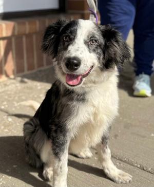Oogie Boogie, Australian Shepherd, young, available for adoption