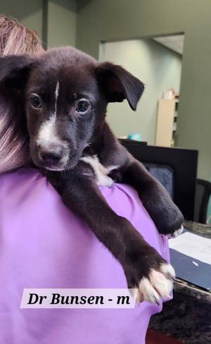 Dr Bunsen, Labrador Retriever, puppy, available for adoption