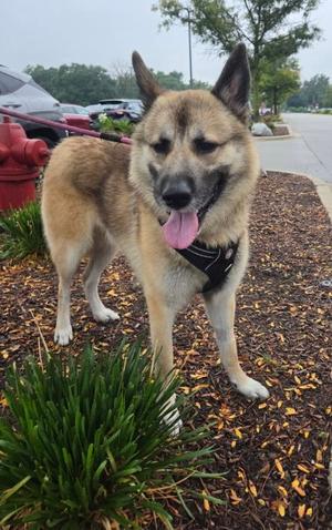 Bear Claw, Shepherd / Collie, adult, available for adoption