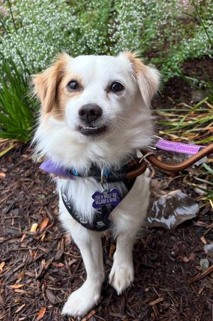 Dusty CA, Papillon, young, available for adoption