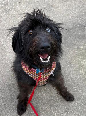Waffle, Australian Shepherd / Poodle (Standard), young, available for adoption