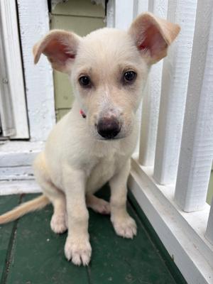 Kermit, Labrador Retriever, puppy, available for adoption