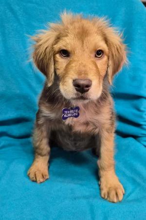 Miss Chestnut, Collie / Shepherd, puppy, available for adoption