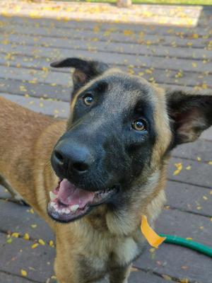 A happy Belgian Malinois dog with a black mask and brown fur, standing on a wooden deck with yellow leaves scattered around. The dog is wearing a yellow collar and has its mouth open, showing its teeth and tongue.