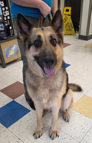 Bruno, German Shepherd Dog, adult, available for adoption