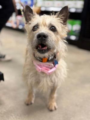 Mimi CA, Cairn Terrier, adult, available for adoption