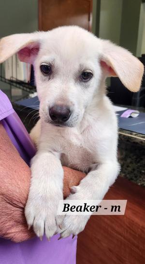 Beaker, Labrador Retriever, puppy, available for adoption