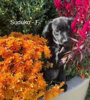 Sodoku, Terrier, puppy, available for adoption