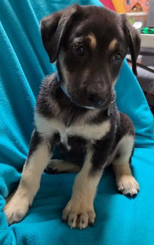 Chipper, Shepherd, puppy, available for adoption