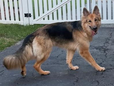 Lassie, Collie / Shepherd, adult, available for adoption