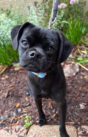 Chip CA, Pug, young, available for adoption