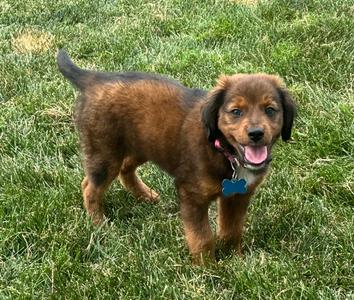Alexis, Beagle / Poodle (unknown type), puppy, available for adoption