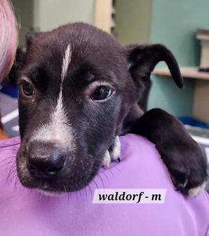 Waldorf, Labrador Retriever, puppy, available for adoption