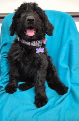 Georgina, Poodle (unknown type) / Labrador Retriever, puppy, available for adoption