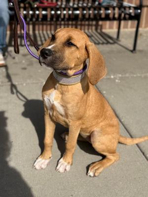 Sunshyne, Hound, puppy, available for adoption
