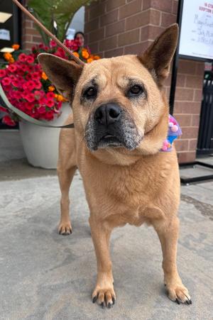 Snuggles, Chow Chow / Shar Pei, adult, available for adoption