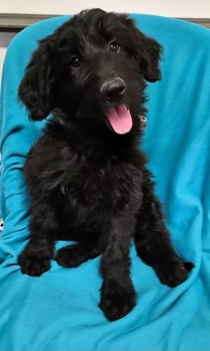 Giuseppe, Poodle (unknown type) / Labrador Retriever, puppy, available for adoption