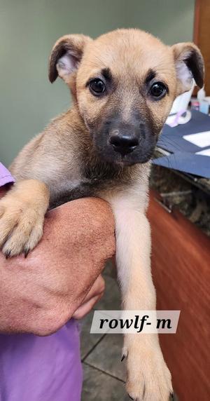 Rowlf, Labrador Retriever, puppy, available for adoption