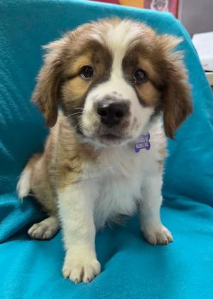 Dillinger, Collie / Australian Shepherd, puppy, available for adoption