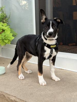 Rocky, Shepherd, puppy, available for adoption