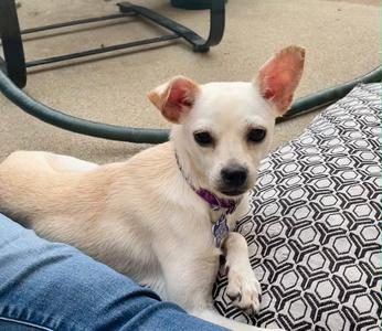 Lilee, Chihuahua, young, available for adoption