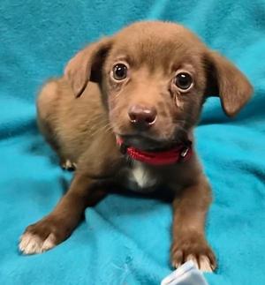 Splinter, puppy, available for adoption