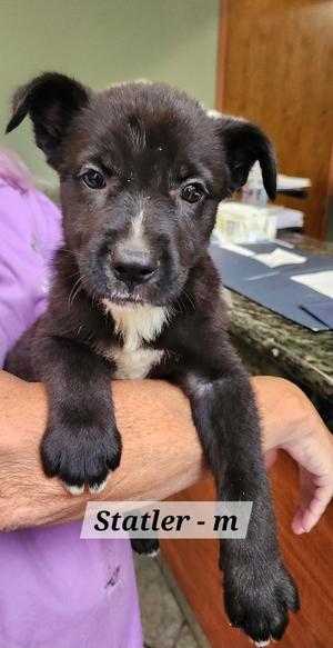 Statler, Labrador Retriever, puppy, available for adoption