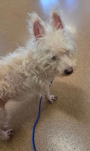 Franki, Cairn Terrier, adult, available for adoption
