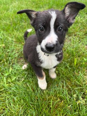 Grover, Labrador Retriever, puppy, available for adoption