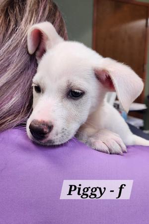 Piggy, Labrador Retriever, puppy, available for adoption