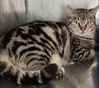Monty, young, available for adoption