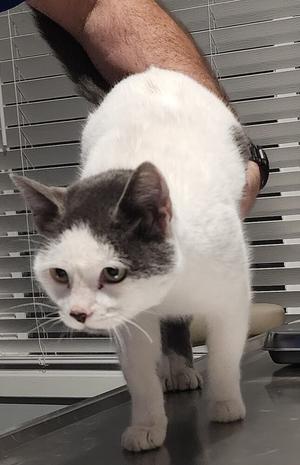 Margo, adult, available for adoption